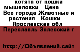 котята от кошки мышеловки › Цена ­ 10 - Все города Животные и растения » Кошки   . Ярославская обл.,Переславль-Залесский г.